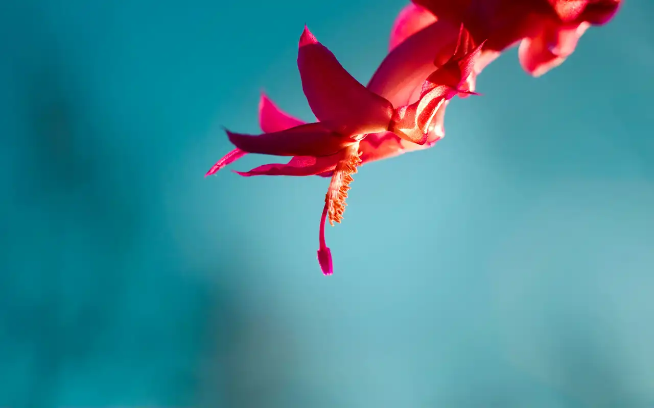 محصول 1